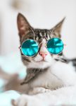 Cat wearing sunglasses